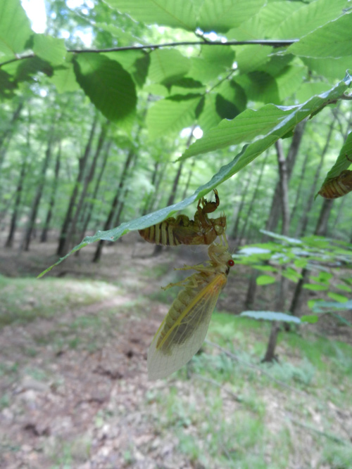 new adult cicada